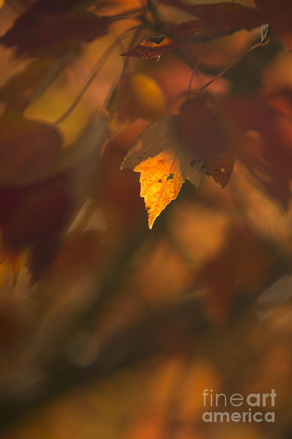 Autumn Leaf in Sunshine #1 Photograph by Diane Diederich
