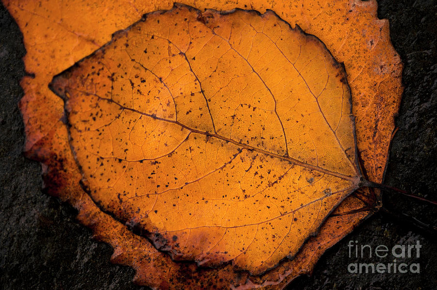 Autumn Leaf #1 Photograph by Jim Corwin