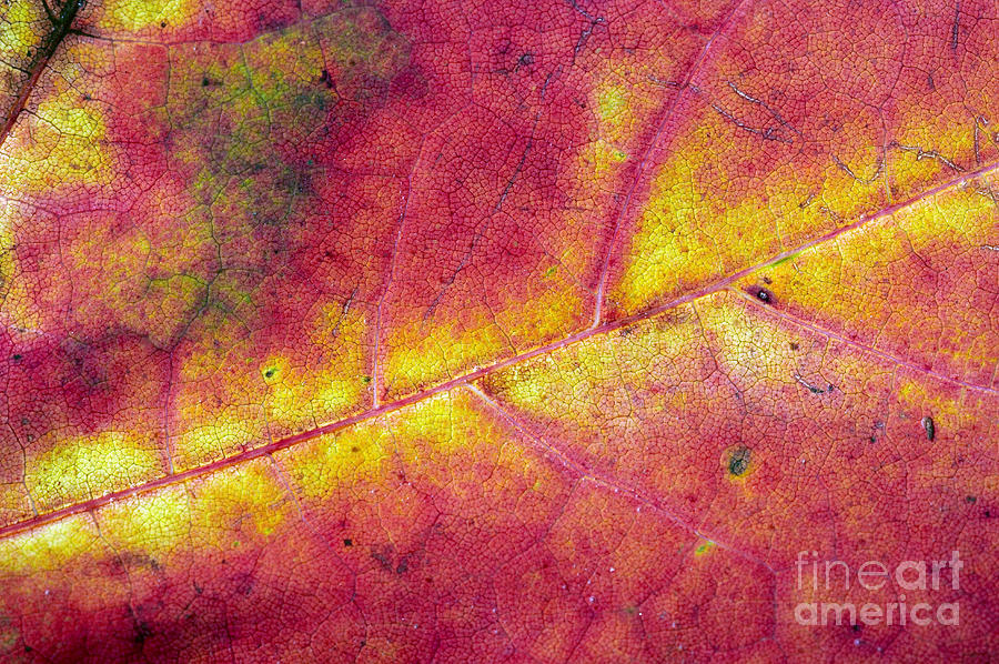 Autumn Leaf #1 Photograph by Michal Boubin