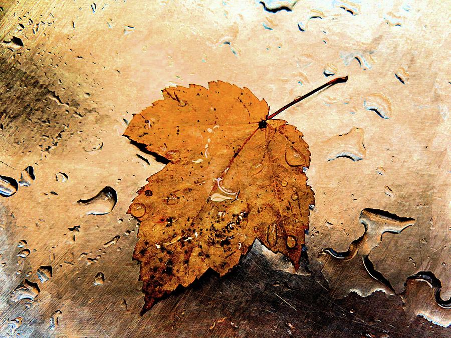 Autumn Leaf. #1 Photograph by Phyllis Meinke