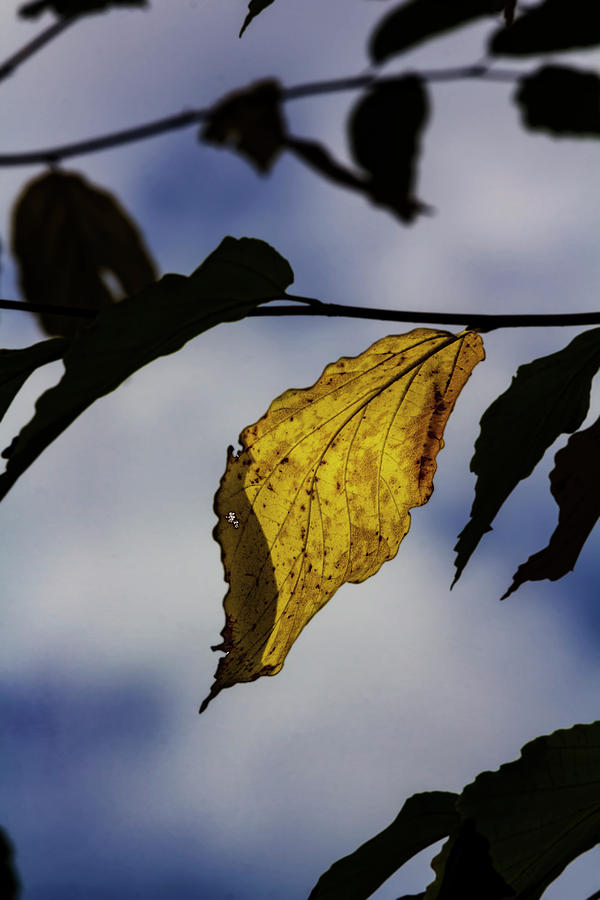 Autumn Leaf #1 Photograph by Robert Ullmann
