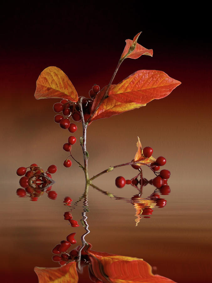 Autumn Leafs And Red Berries Photograph