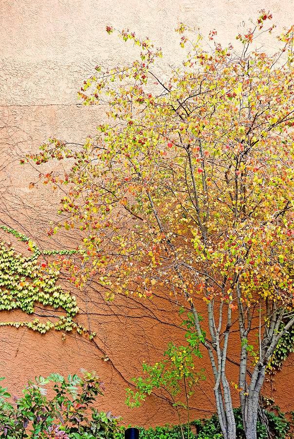 Autumn Leaves, a Vine and Adobe #1 Photograph by Robert Meyers-Lussier