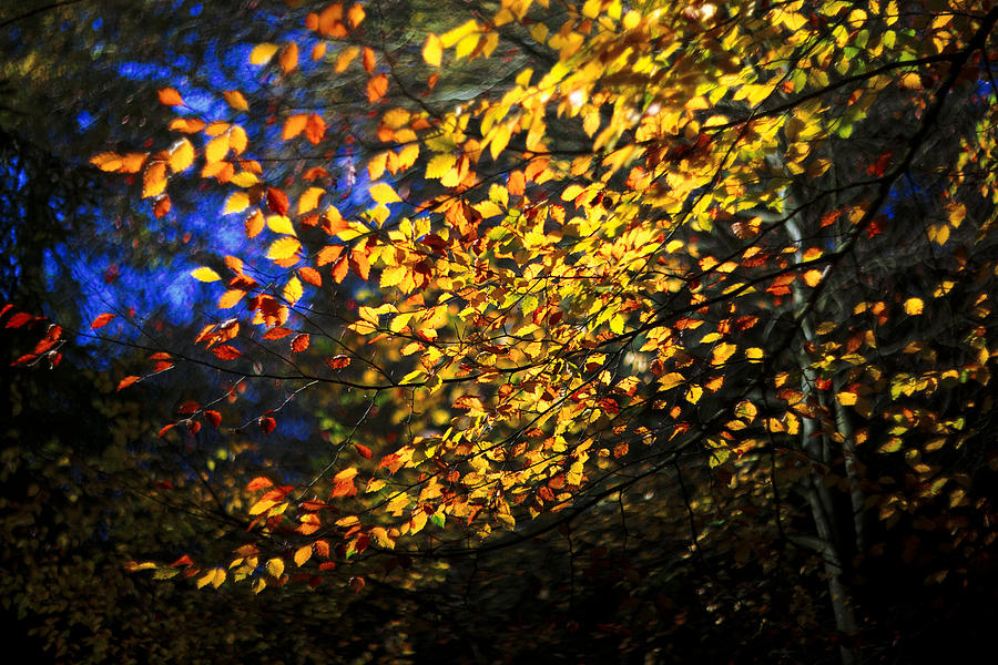 Autumn Leaves #1 Photograph by David Harding