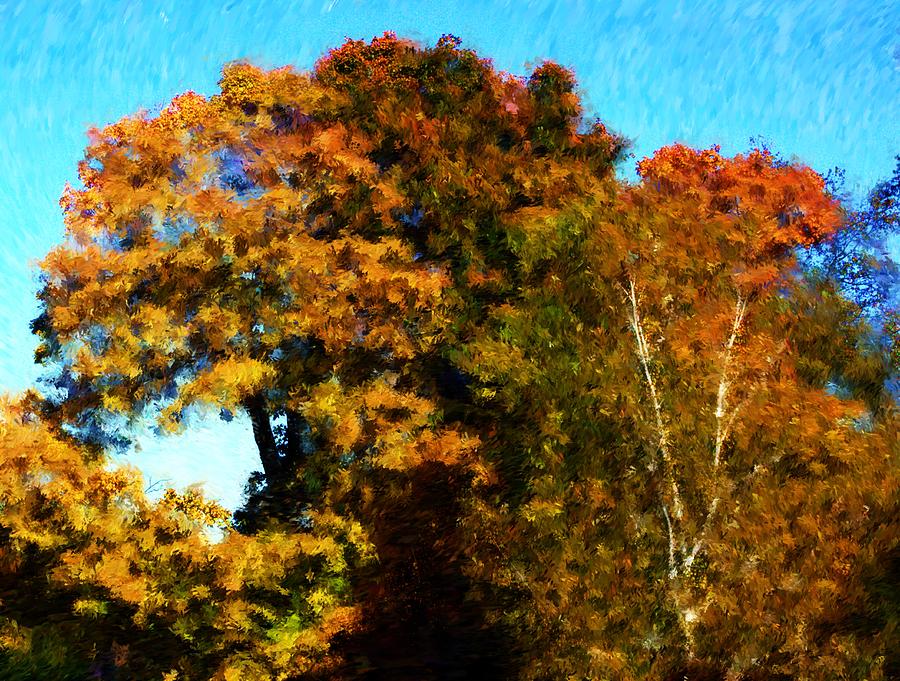 Autumn Leaves #1 Photograph by David Lane