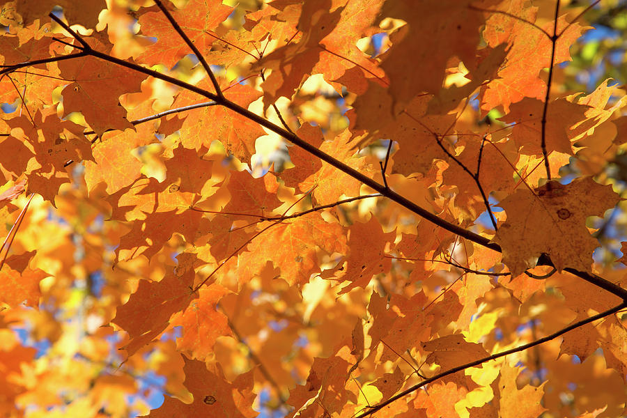 Autumn Leaves #1 Photograph by David Stasiak