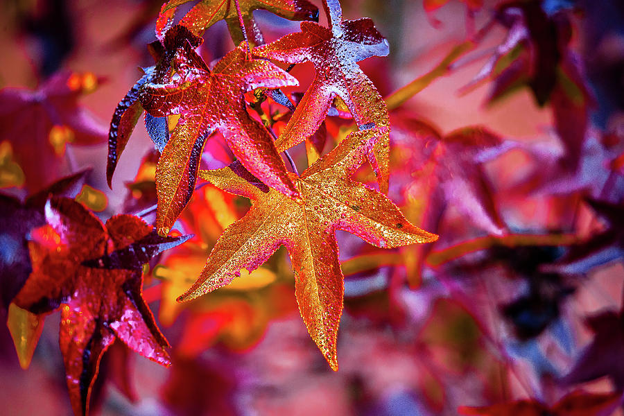 Autumn  leaves decorate a beautiful nature bokeh background with #1 Photograph by Alex Grichenko