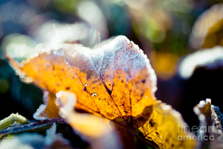 Autumn leaves frozen Artmif.lv #1 Photograph by Raimond Klavins