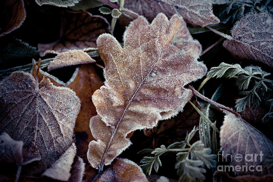 Autumn leaves frozen #1 Photograph by Raimond Klavins