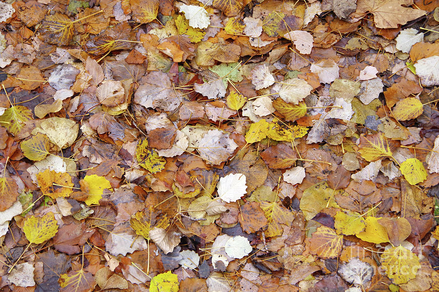 Autumn leaves #1 Photograph by George Atsametakis