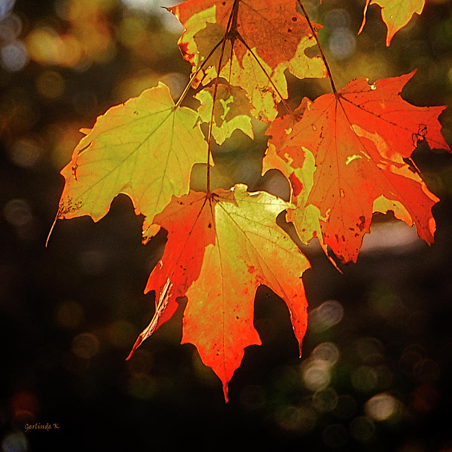 Autumn Leaves #1 Photograph by Gerlinde Keating