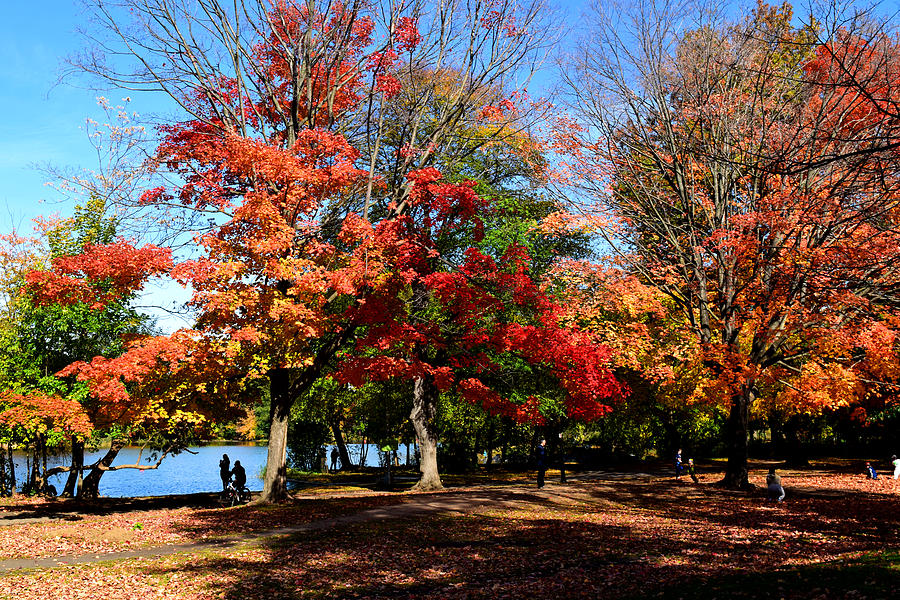 Autumn Leaves in Prospect Park #1 Photograph by Diane Lent