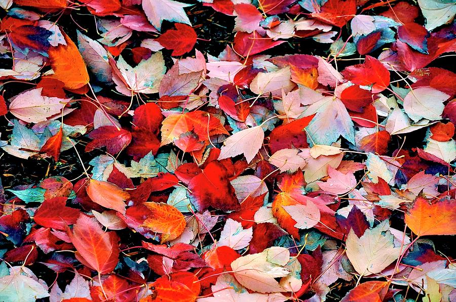 Autumn Leaves #1 Photograph by Jerry Sodorff