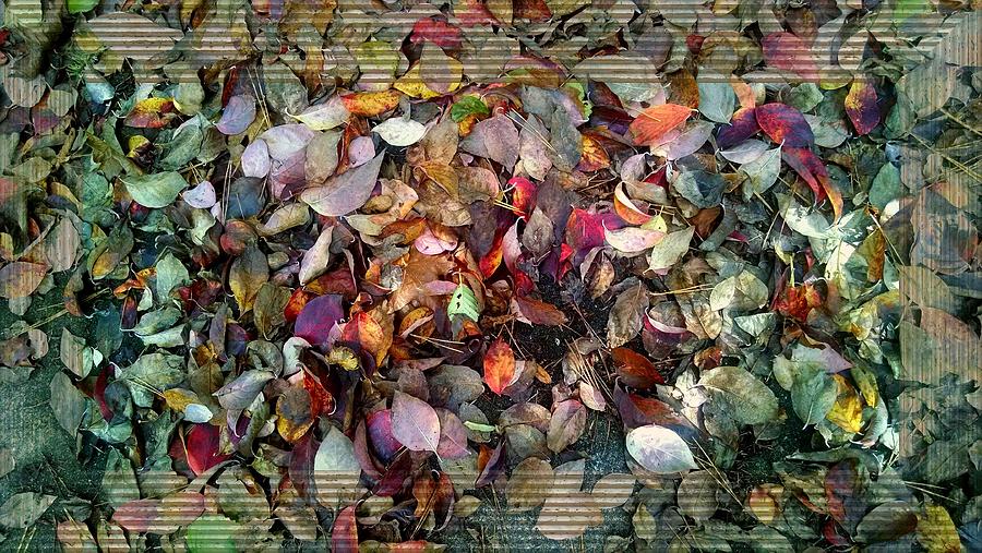 Autumn Leaves #2 Photograph by Lori Seaman