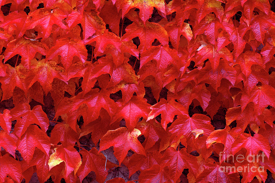 Autumn Leaves Vine Maple #1 Photograph by Jim Corwin