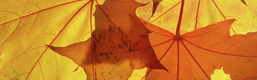 Autumn Leaves #1 Photograph by Whispering Peaks Photography