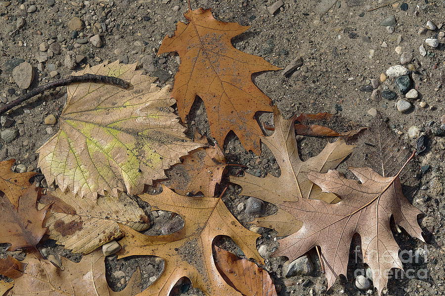 Autumn Leftovers #3 Photograph by Ann Horn
