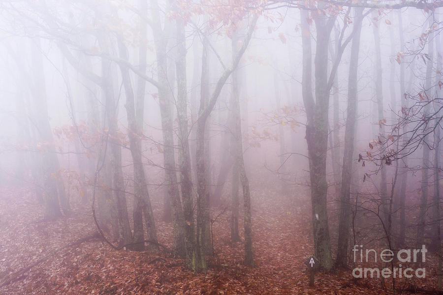 Autumn Mist Appalachian Trail #1 Photograph by Thomas R Fletcher