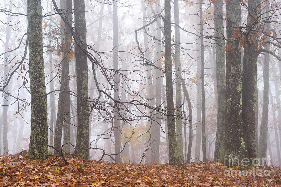 Autumn Mist Blue Ridge Parkway #1 Photograph by Thomas R Fletcher