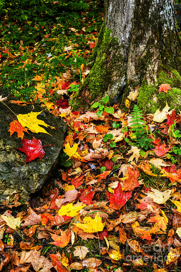 Fall Photograph - Autumn Monongahela National Forest #1 by Thomas R Fletcher