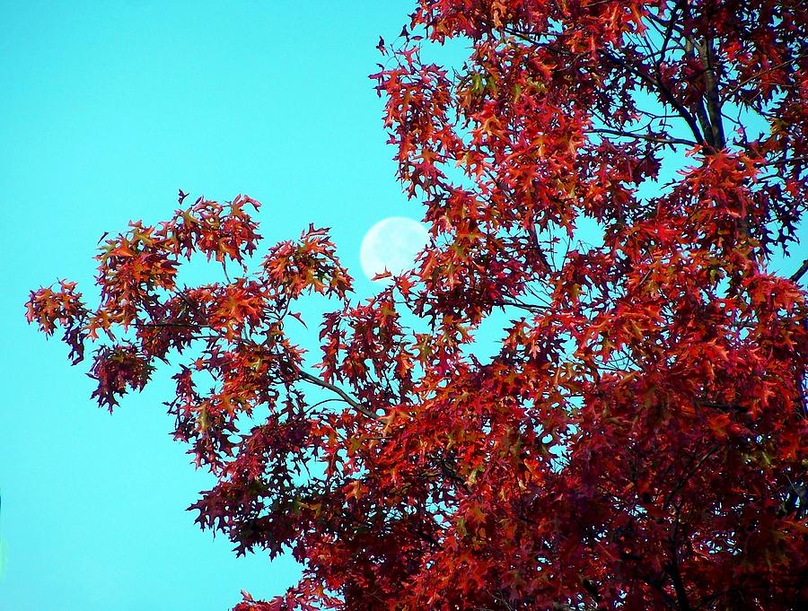 Autumn Moon #1 Photograph by Lila Mattison