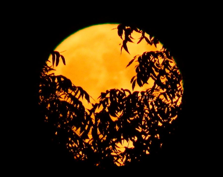 Autumn Moon #1 Photograph by Virginia White