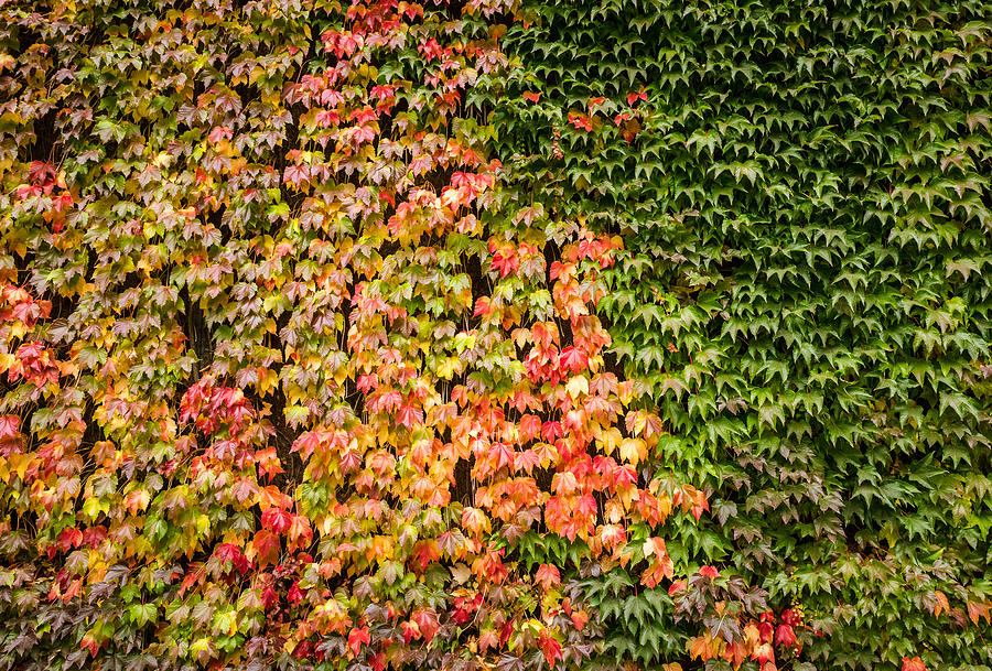 Autumn Onset 1 #1 Photograph by Matt Malloy
