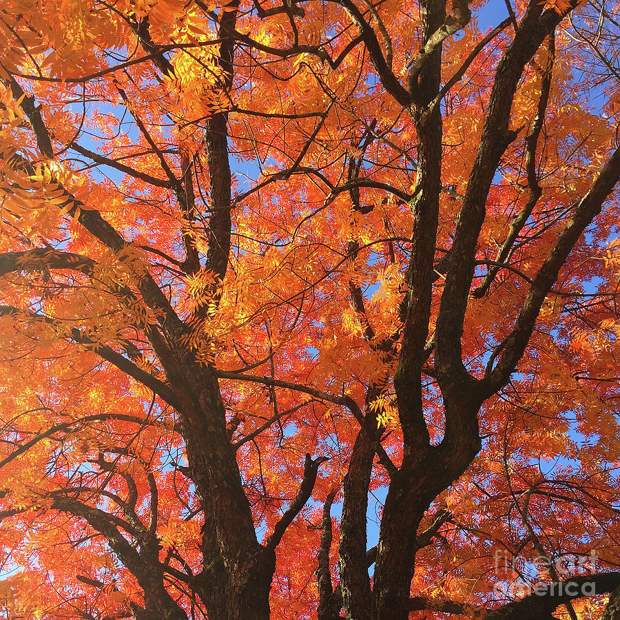 Autumn Orange #2 Photograph by Matthew Seufer