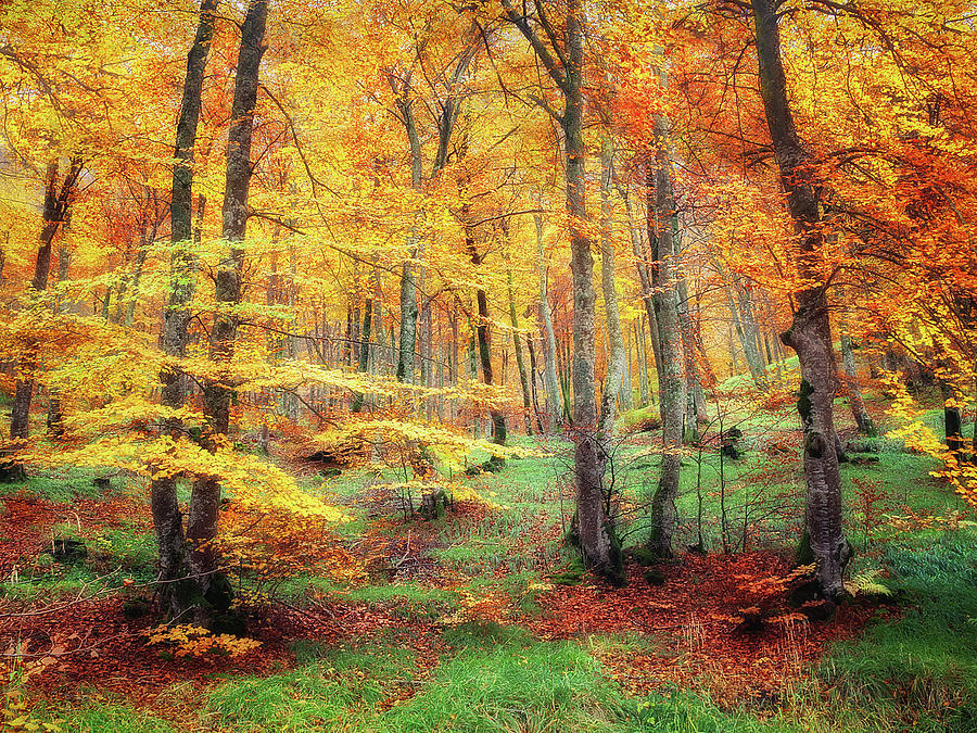 Autumn palette #1 Photograph by Mikel Martinez de Osaba