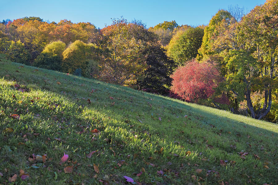 Autumn Palette Photograph by Tom Singleton