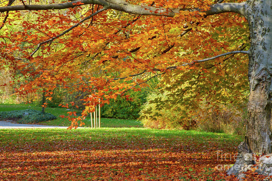 Autumn Park #1 Photograph by Anastasy Yarmolovich