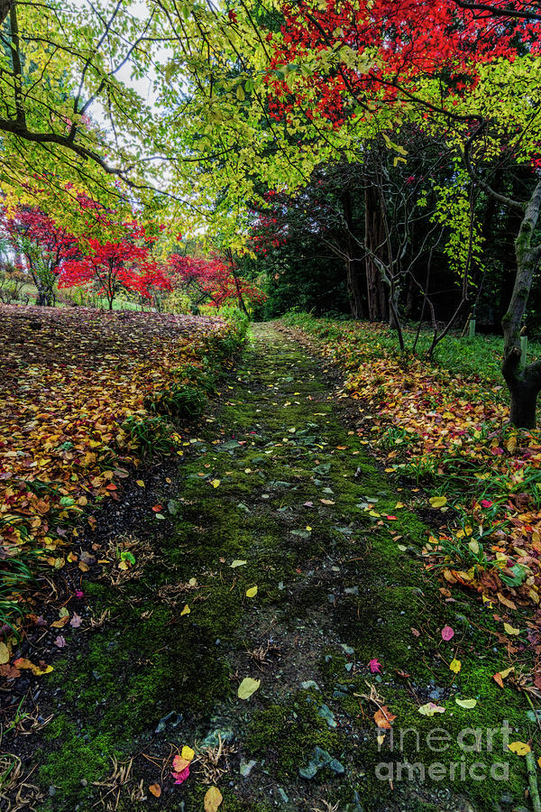 Autumn Path #1 Photograph by Ian Mitchell