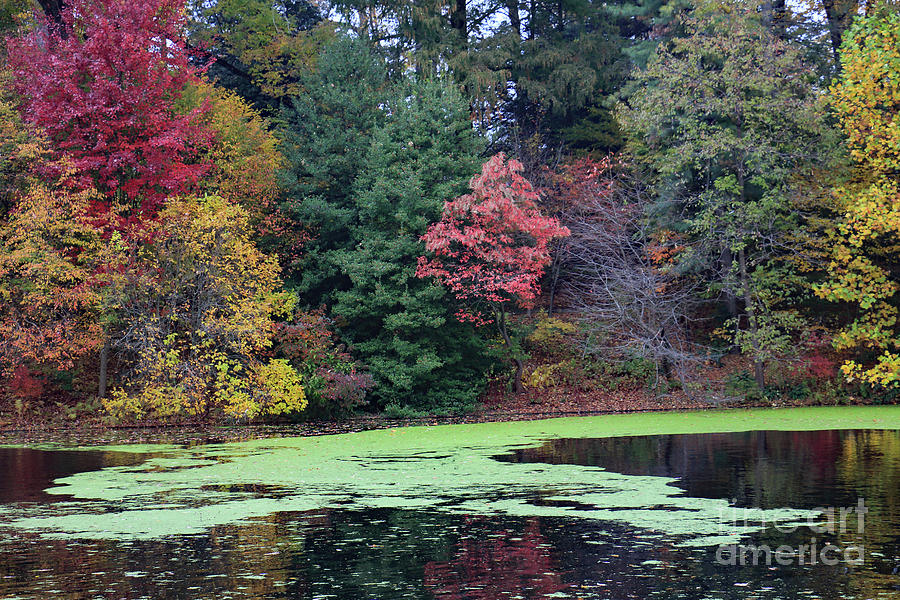 Autumn Pond #1 Photograph by Mary Haber
