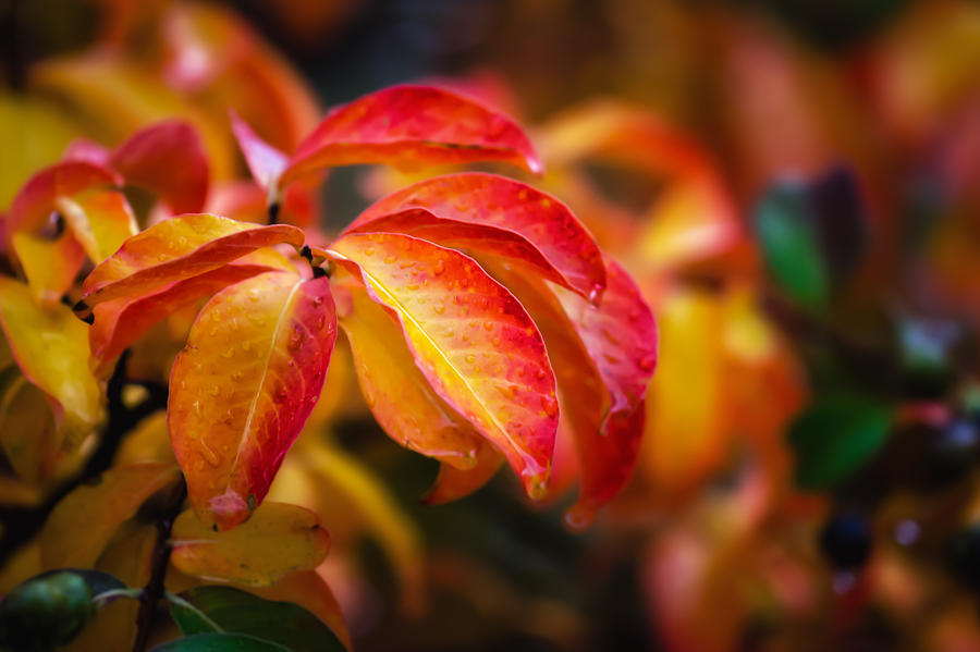 Autumn Rain #1 Photograph by James Barber