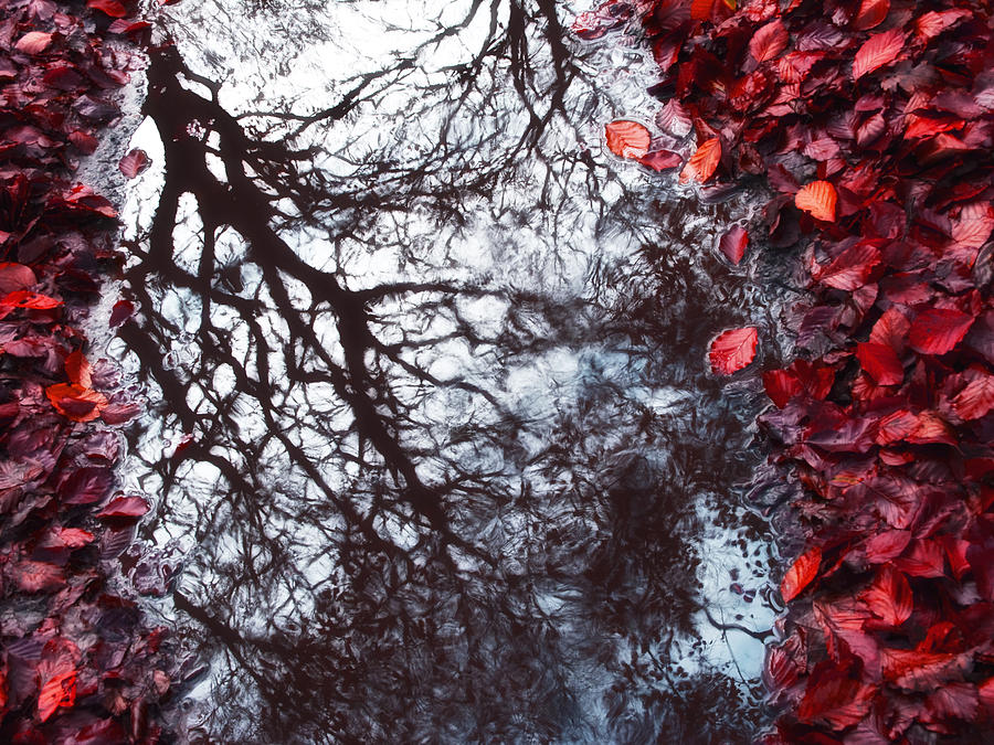 Autumn reflections II #1 Photograph by Nadja Drieling - Flower- Garden and Nature Photography - Art Shop