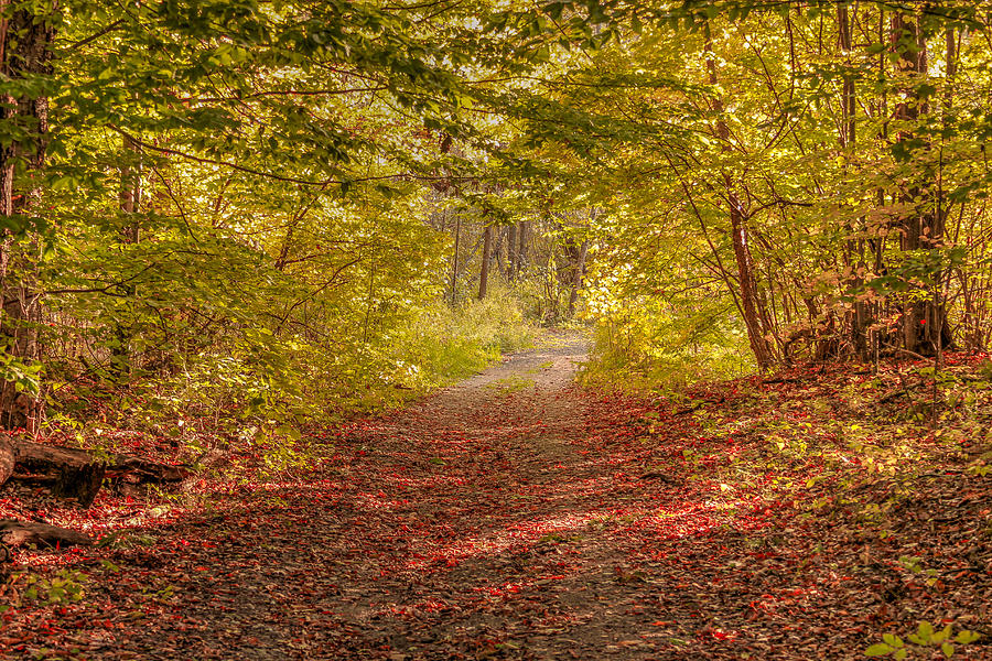 Autumn Roads #1 Photograph by Rod Best