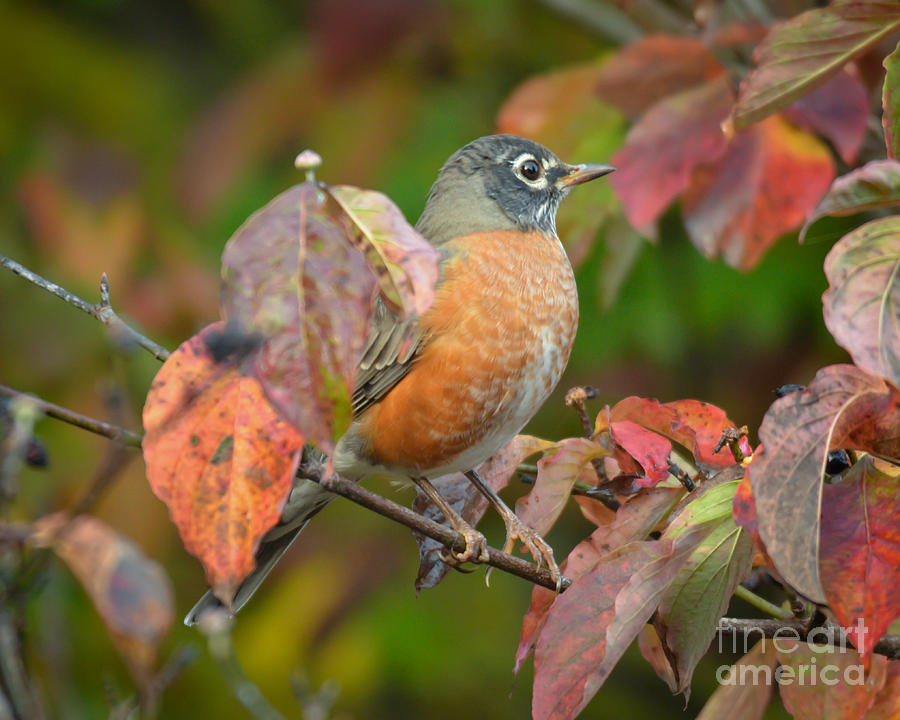 Autumn Robin in the Dogwood #1 Photograph by Kerri Farley
