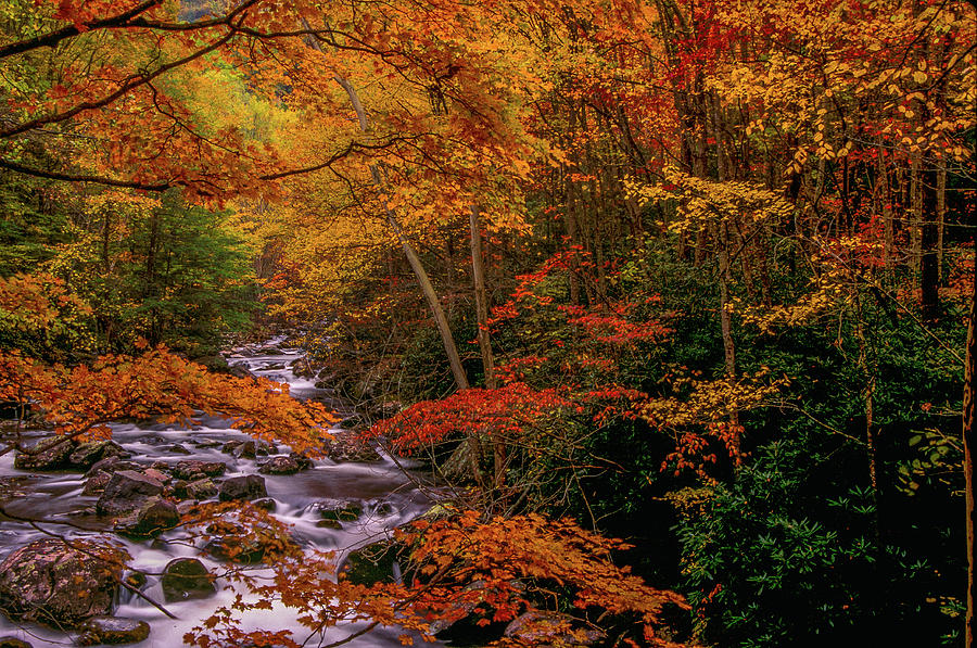 Autumn Scene Photograph by Eric Albright