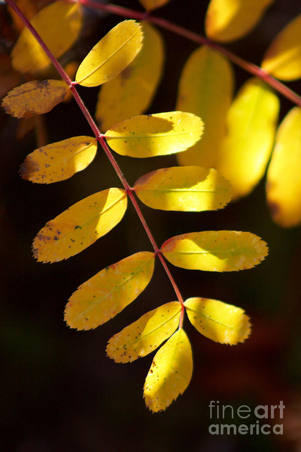 Nature Photograph - Autumn #1 by Sean Griffin