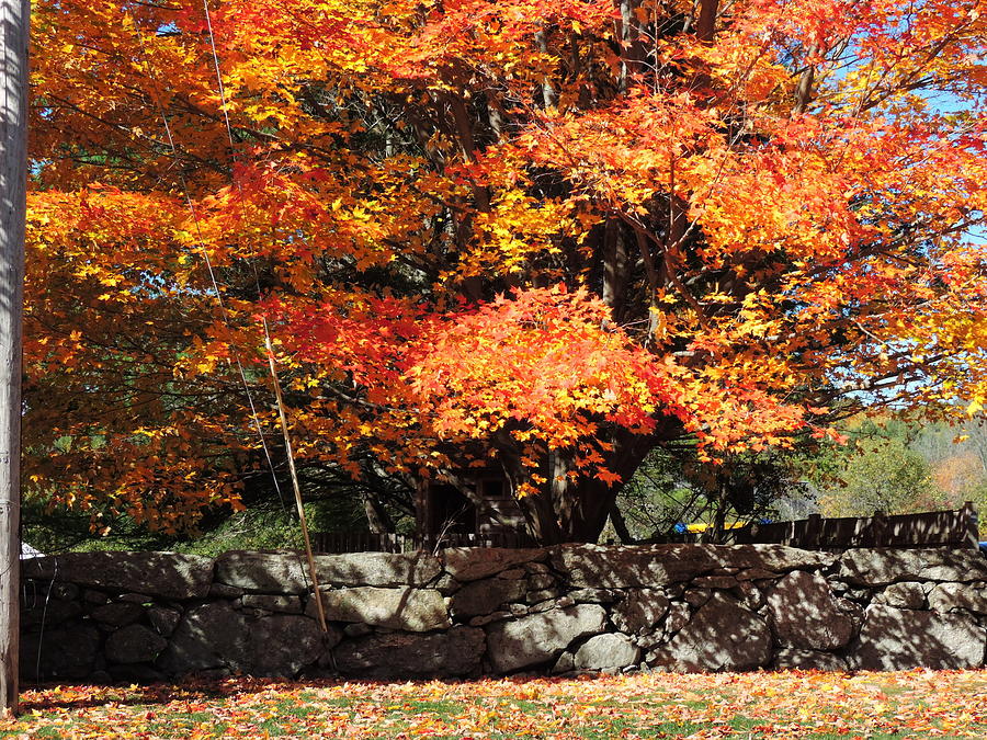 Autumn Shadows Photograph by Bill Tomsa