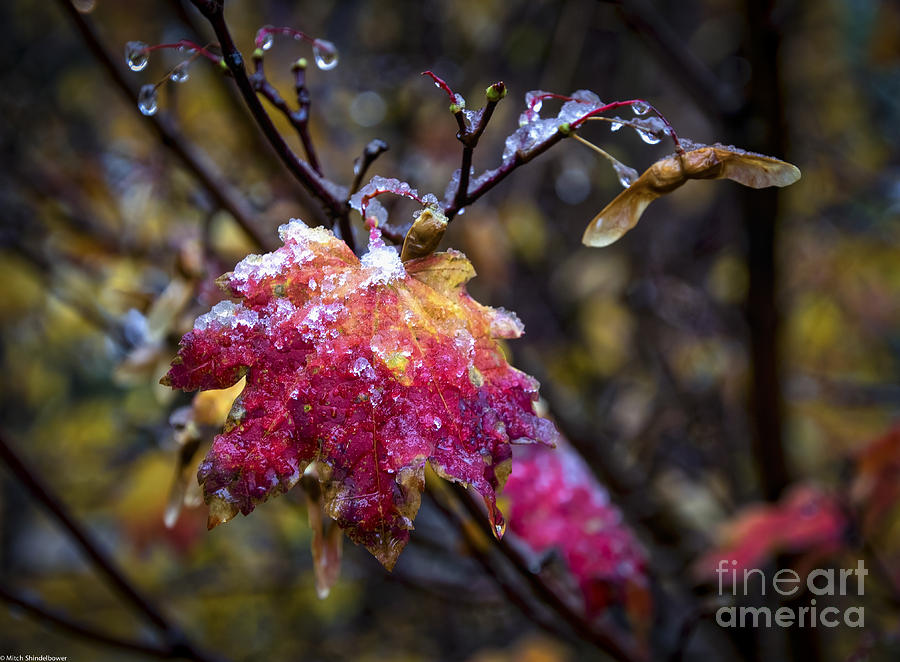 Autumn Snow #1 Photograph by Mitch Shindelbower