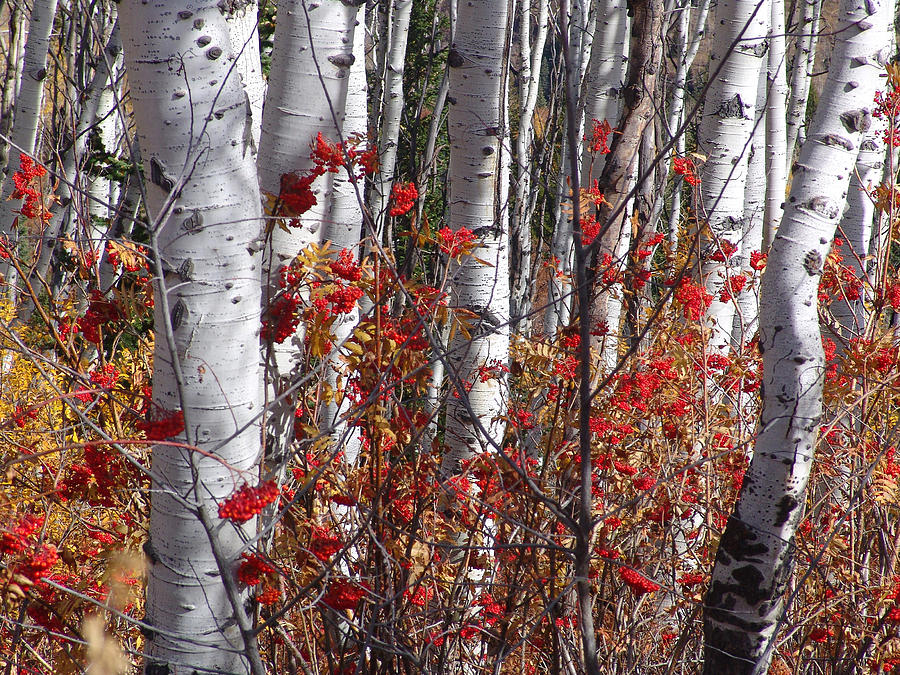 Autumn Splender #1 Photograph by Mark Smith