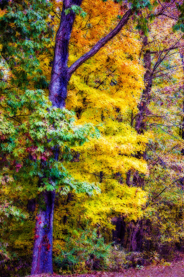 Autumn Splendor #1 Photograph by Barry Jones