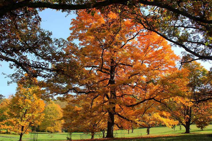 Tree Photograph - Autumn Splendor #1 by Rosanne Jordan