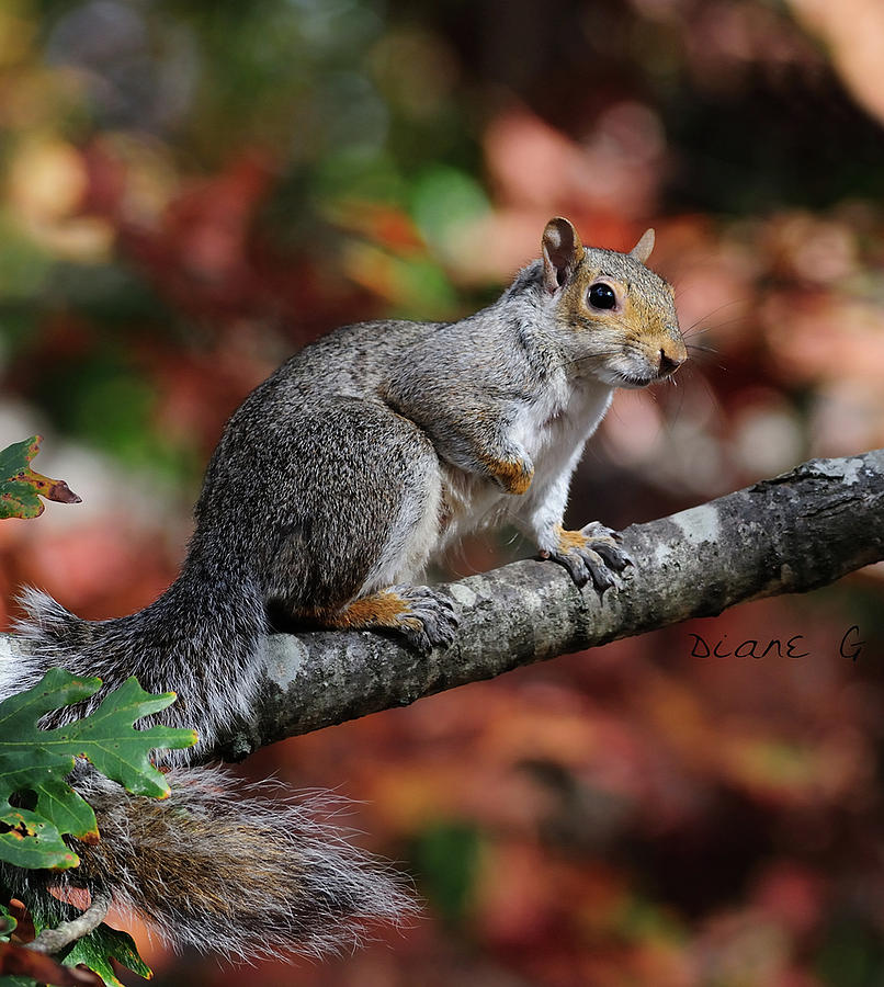 Autumn Squirrel #1 Photograph by Diane Giurco