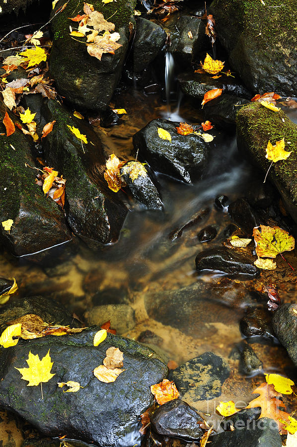Fall Photograph - Autumn Stream Monongahela National Forest #1 by Thomas R Fletcher