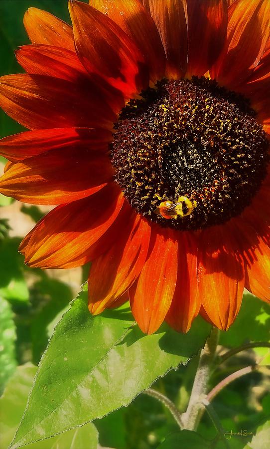 Autumn Sunflower and Bumble Bee Photograph by Amanda Smith
