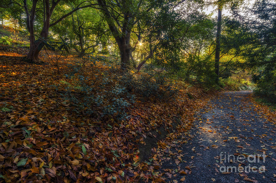Autumn Sunlight #1 Photograph by Ian Mitchell