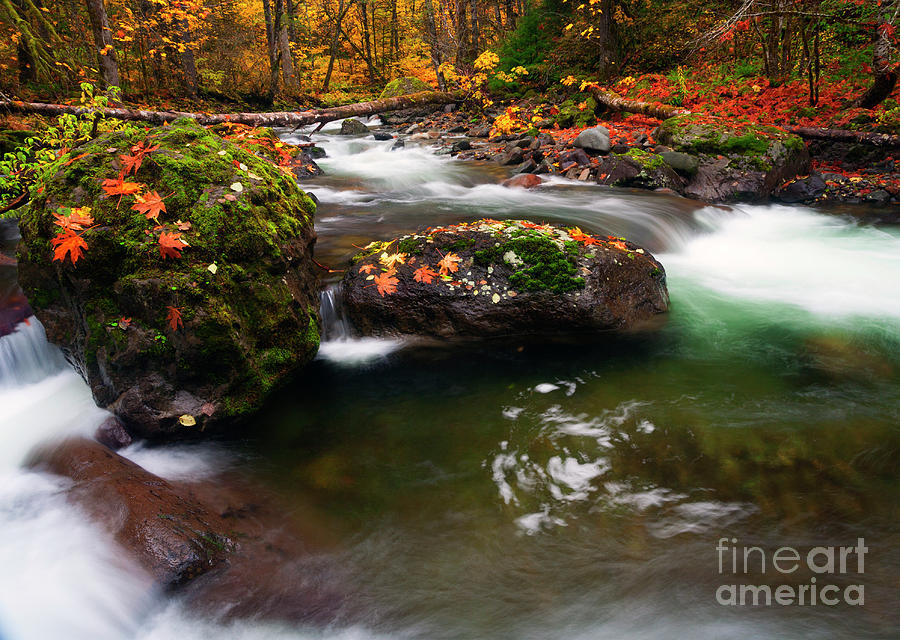 Autumn Swirl #1 Photograph by Michael Dawson
