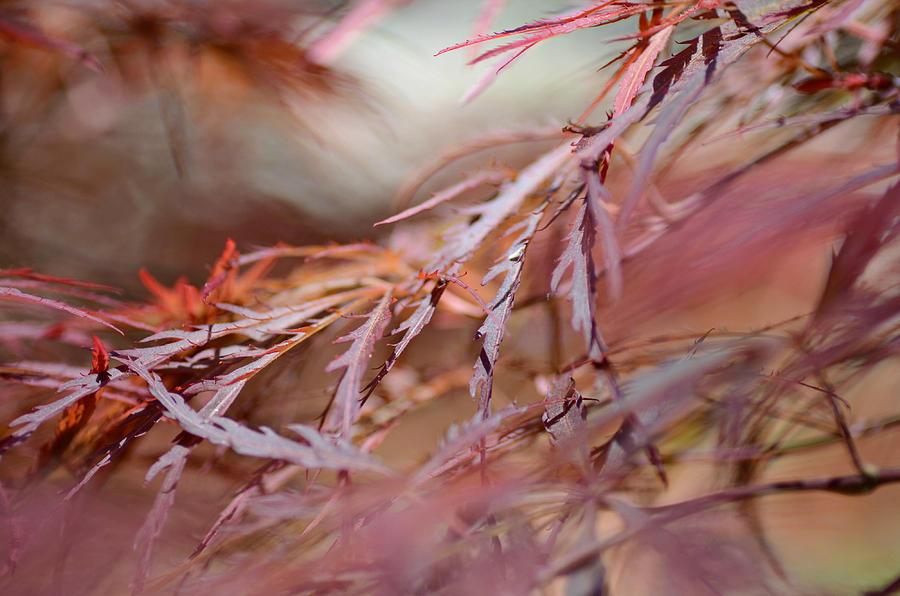 Autumn Tendrils #1 Photograph by Fraida Gutovich